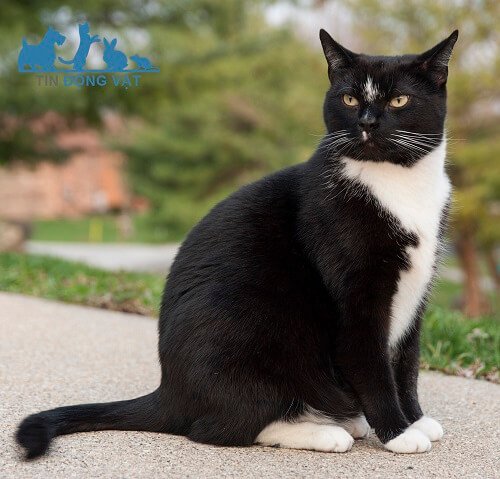 Mèo Tuxedo là mèo gì? Giá mèo bò sữa khoang đen trắng bao nhiêu tiền?