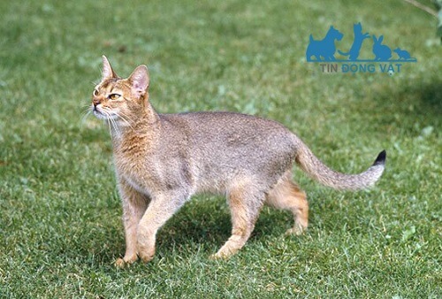 ngoại hình mèo lông ngắn abyssinian
