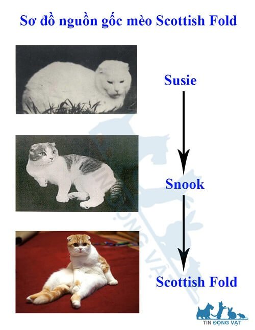 mèo scottish là mèo gì