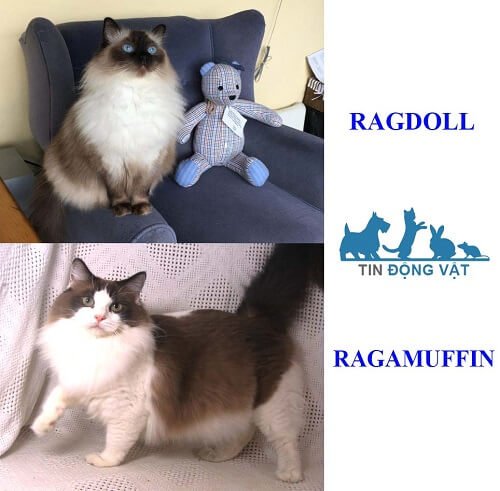 phân biệt mèo ragdoll và ragamuffin