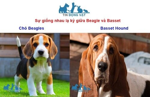 chó beagle thuần chủng