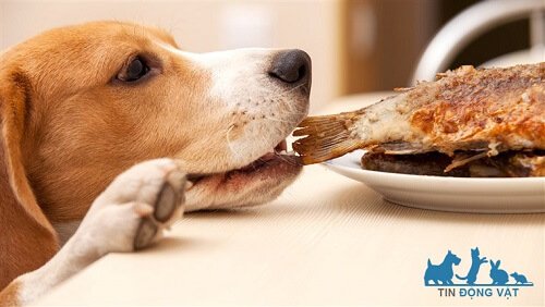 chó beagle ăn gì