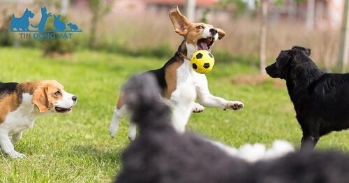 chó beagle có dễ nuôi không
