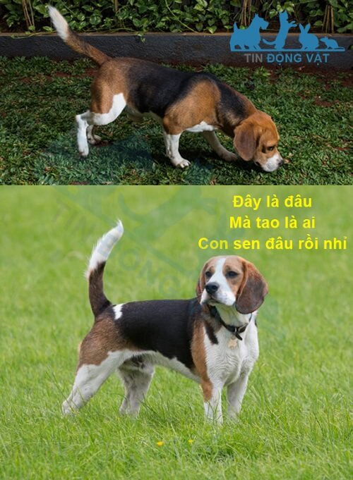 chó beagle có thông minh không