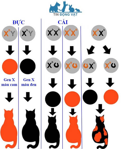 Mèo Tam thể Nguồn gốc đặc điểm và cách nuôi