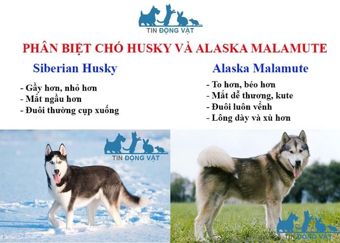 chó husky và alaska