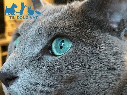 mèo nga mắt xanh