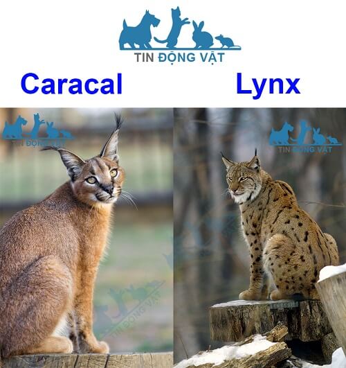 mèo caracal và lynx