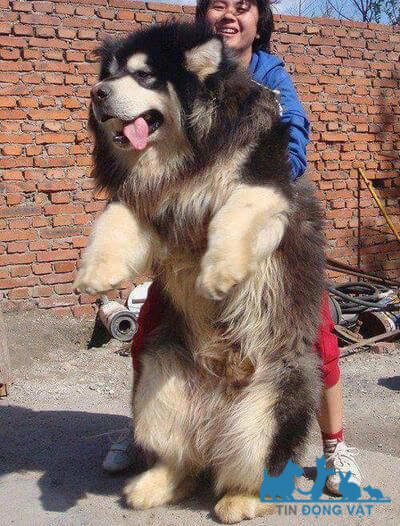 chó alaska khổng lồ