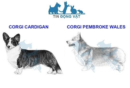 chó corgi pembroke wales và chó corgi cardigan