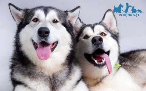chó alaska và husky