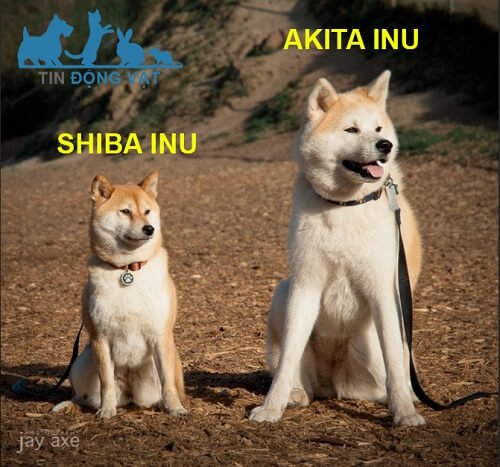 chó shiba và akita