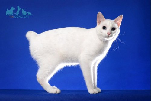 mèo cộc đuôi nhật trắng