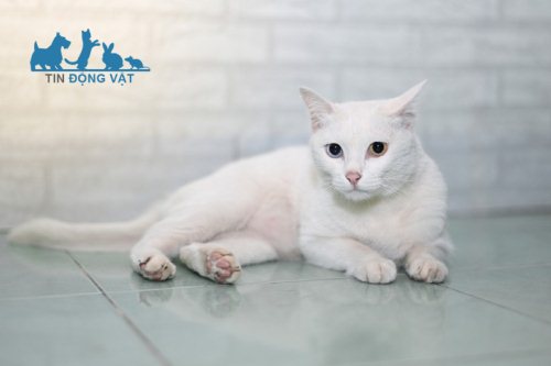 mèo khao manee trắng