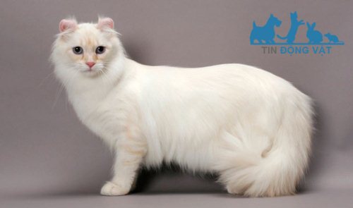 mèo mỹ tai xoắn trắng