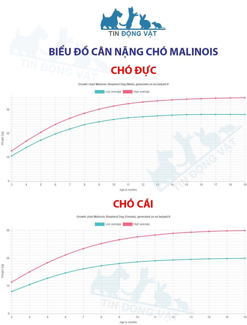 biểu đồ cân nặng chó malinois theo tháng tuổi