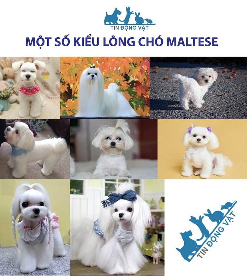 các kiểu tỉa lông cho chó maltese