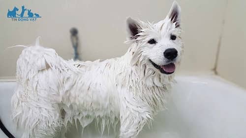 tắm cho chó lông trắng