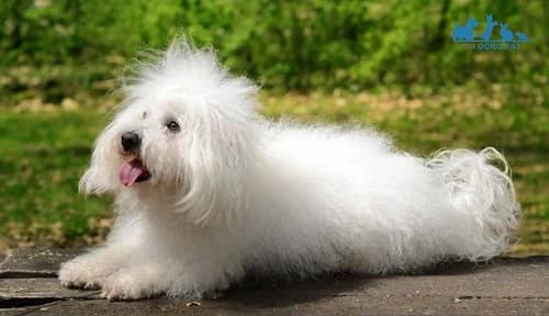 Chó Bolognese lông trắng