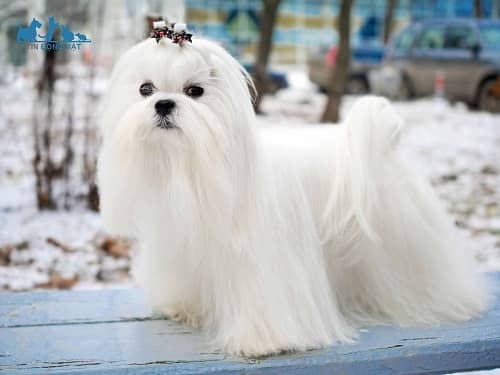 Chó Maltese lông trắng
