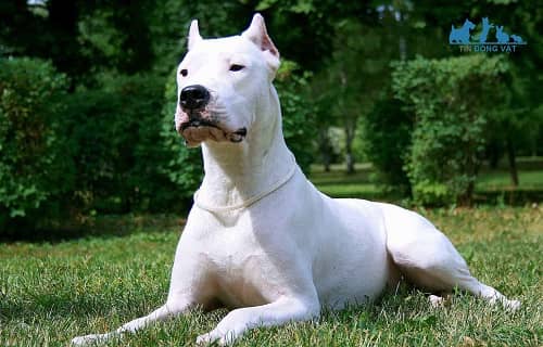 giống chó trắng Dogo Argentino