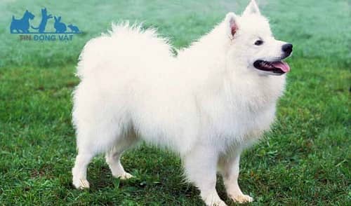 chó trắng American Eskimo