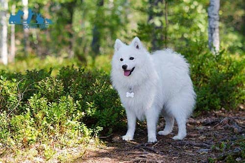 Chó Nhật trắng đuôi cuộn Japanese Spitz