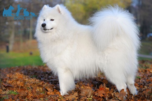 chó trắng lông dài samoyed