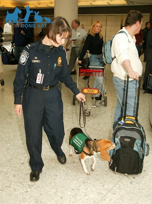 chó phục vụ ở sân bay