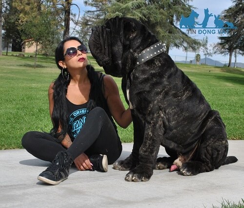 một con chó mastiff khổng lồ Neapolitan