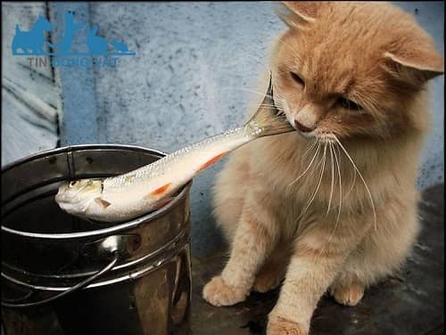 mèo bị tiêu chảy nên ăn gì