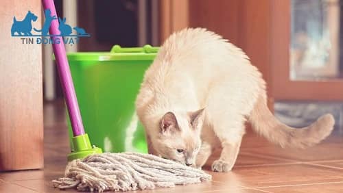 dọn sạch nơi sinh hoạt của mèo