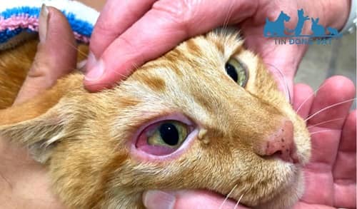 mèo bị đau mắt đỏ