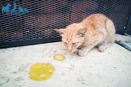 mèo bị nôn ra dịch vàng