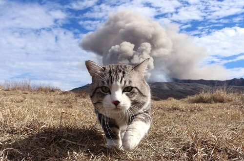 mèo ngầu đi đánh bom