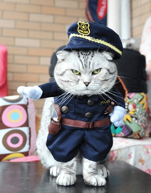 mèo ngầu cảnh sát