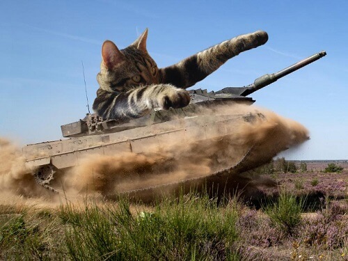meme mèo mát mẻ trên xe tăng