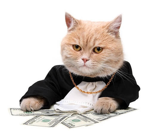 ảnh mèo cool giàu có