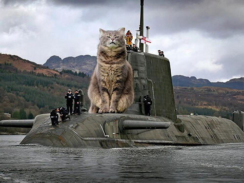 ảnh mèo ngầu ngồi trên tàu ngầm