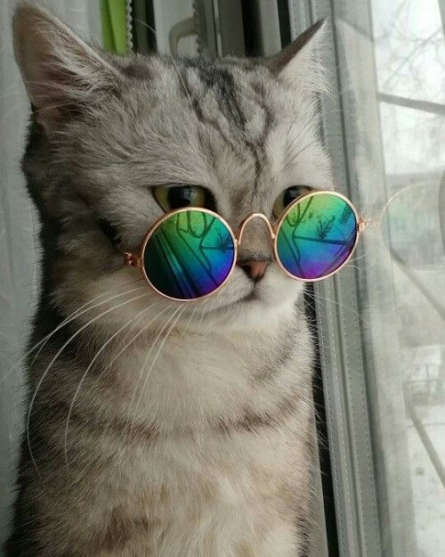 ảnh con mèo đeo kính ngầu