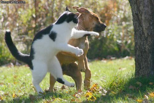 con mèo mát mẻ đánh đập con chó