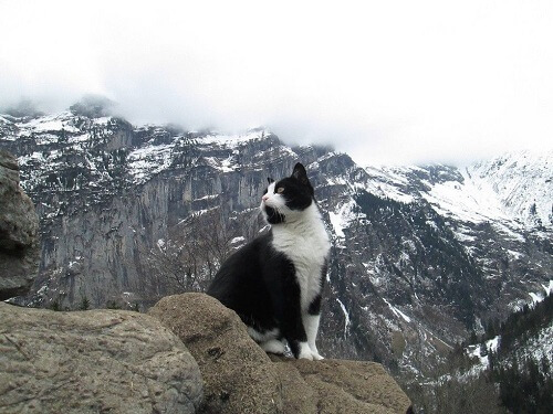 con mèo mát mẻ trên núi