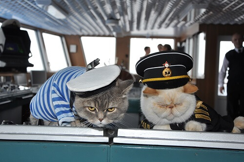 mèo ngầu lái tàu