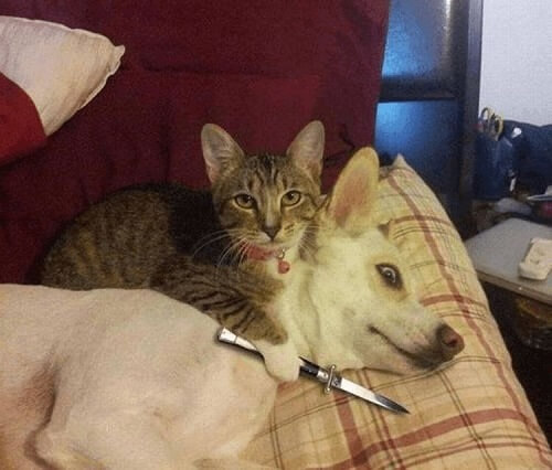 con mèo mát mẻ với con dao trêu chọc con chó
