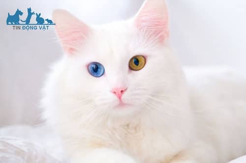 mèo 2 màu mắt giá bao nhiêu