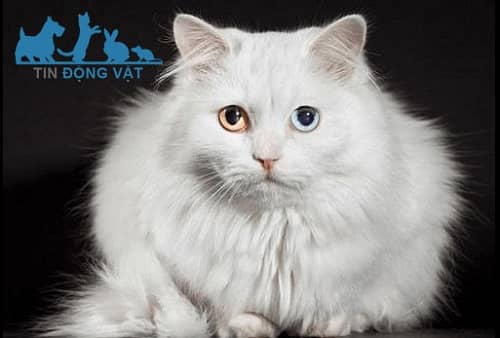mèo trắng có 2 mắt màu