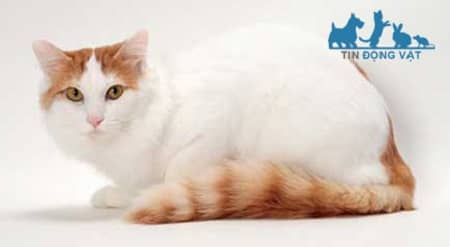mèo bicolor turkish van