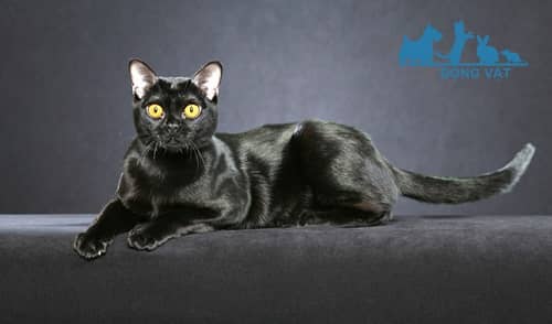 mèo đen tuyền