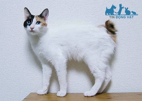 Mèo Cộc đuôi Nhật Bản Japanese Bobtail giá bao nhiêu? Mua ở đâu?