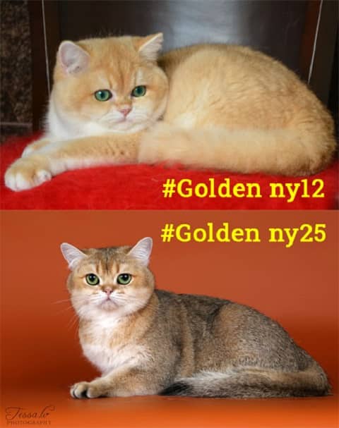 mèo golden ny12 và golden ny25